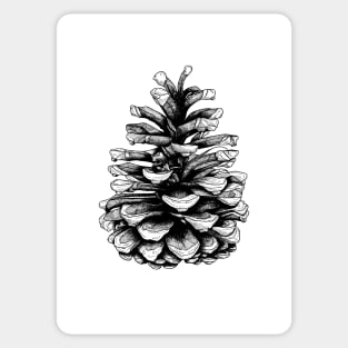 Fir Cone Pen and Ink Drawing Sticker
